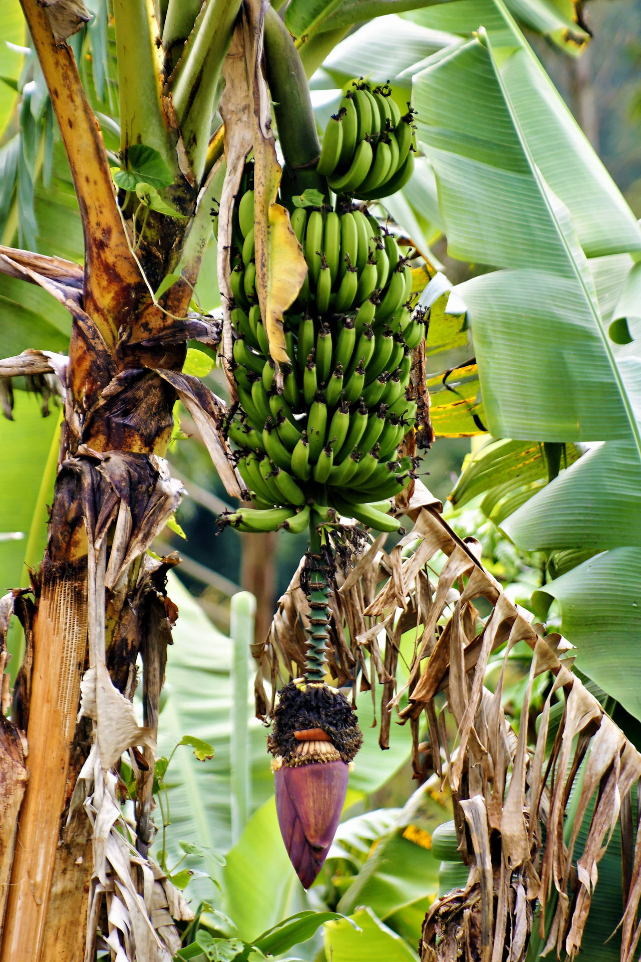 Ranomafana Nationalpark